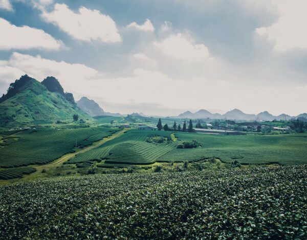 vu-viet-anh-LTyS89HMCCc-unsplash